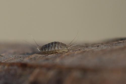 Lonchoptera sp.